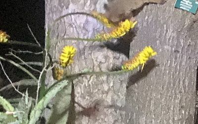 OOR NEKTAR VIR ‘n AAP, ‘n VUL-STASIE, ENS.