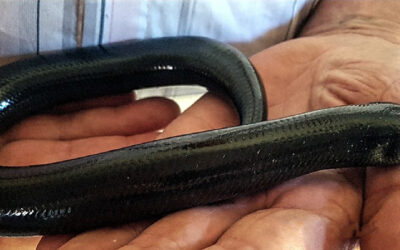 ‘n ANDERSTER AKKEDIS